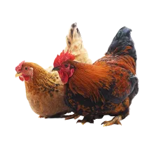 Домашня птиця
