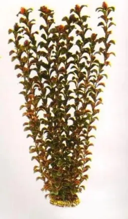 Aquatic Plants (Акватик Плэнтс) Акваріумна рослина, 55 см х 4 шт/уп.
