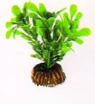 Aquatic Plants (Акватик Плэнтс) Акваріумна рослина, 8 см х 10 шт/уп.