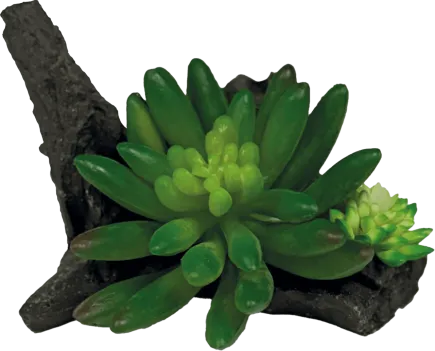 REPTO PLANT SUCCULENT ON DECO (R5100555) Штучна рослина для тераріума