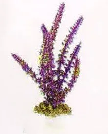 Aquatic Plants (Акватик Плэнтс) Акваріумна рослина, 16 см х 8 шт/уп.