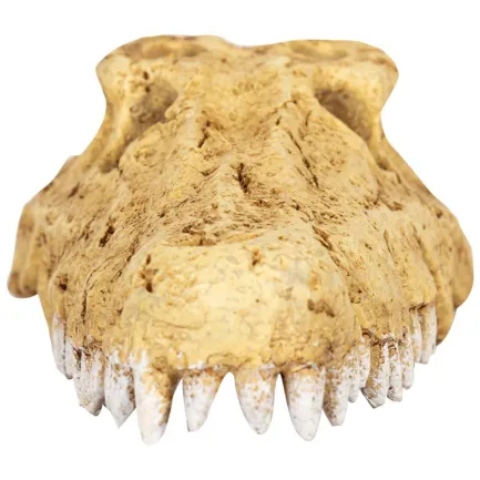 Крокодилячий череп Repti-Zoo Crocodile Skull M 18x10x5.5см (ERS34M) — Фото 1