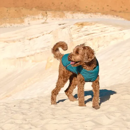 Жилет Pet Fashion «E.Vest» для собак, розмір L, морська хвиля — Фото 2
