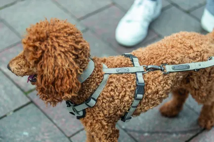 Повідець Trixie CityStyle V-Lead для собак бавовна M–L 2 м 20 мм світло-сірий — Фото 1