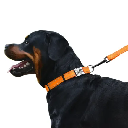 Нашийник для Собак BronzeDog Active Нейлоновий зі Світловідбиттям та Металевою Пряжкою Помаранчевий L — Фото 3