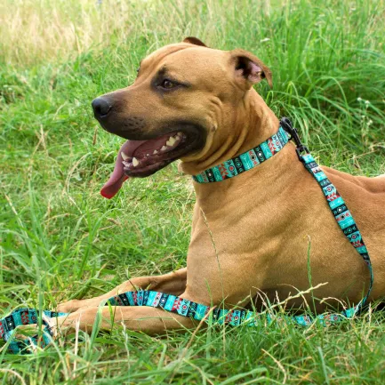 Нашийник для Собак BronzeDog Urban Нейлоновий з Пластиковою Пряжкою Інки L — Фото 8