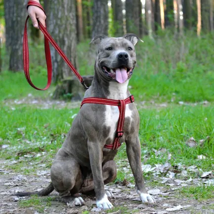 Шлея для Собак BronzeDog Active Нейлонова зі Світловідбиттям Червона M — Фото 4