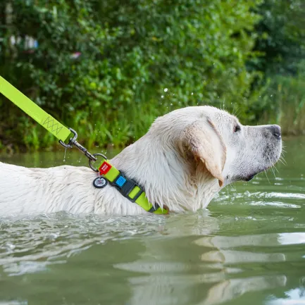 Нашийник для собак водостійкий WAUDOG Waterproof c QR паспортом, пластикова пряжка-фастекс, Ш 25 мм, Дов 38-58 см, салатовий — Фото 1