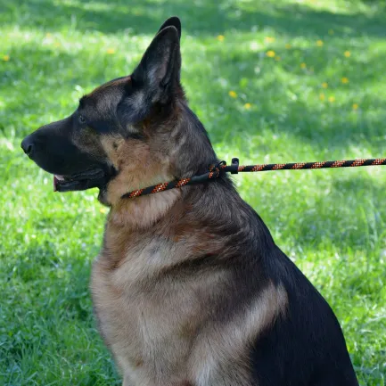 Повідець-Зашморг для Собак Bronzedog Active з Альпіністського Шнура Світловідбиваючий Чорно-Оранжевий S/M — Фото 8