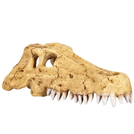 Крокодилячий череп Repti-Zoo Crocodile Skull M 18x10x5.5см (ERS34M) — Фото 2