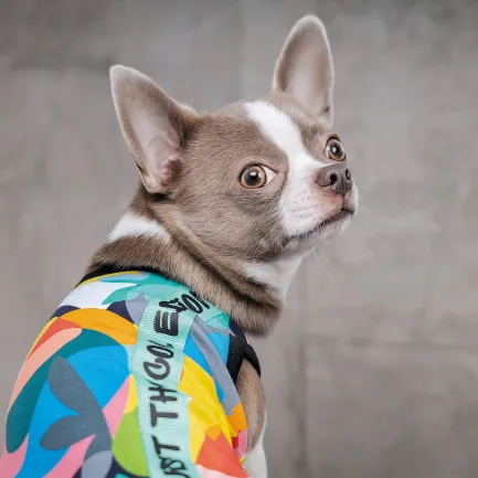 Борцівка Pet Fashion «Cool» для собак, розмір XS, з принтом — Фото 3