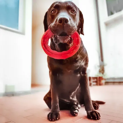 Ferplast SMILE L RED DOG RING — Фото 1