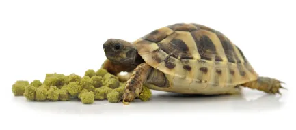 HABISTAT TORTOISE FOOD BANANA 400G (R8100020) корм для сухопутних черепах (різні смаки) — Фото 1