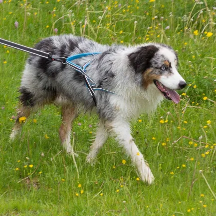 Ferplast SPORT DOG P L BLUE Шлея, нейлон — Фото 2