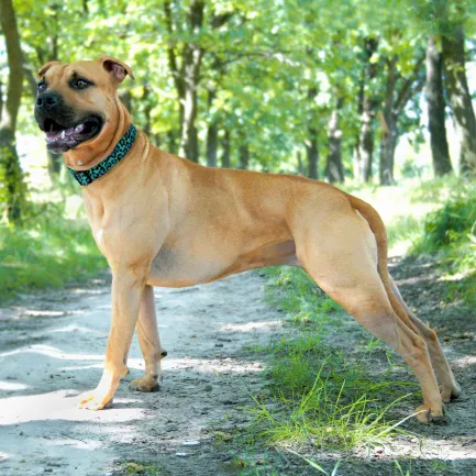 Нашийник для Собак BronzeDog Urban Леопард золотий фастекс Бірюзовий M — Фото 5