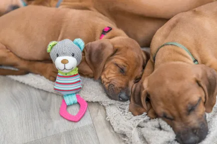 Іграшка Trixie Junior Ведмідь для собак, з кільцем зі звуком, 23 см (текстиль/плюш) — Фото 2