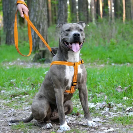 Шлея для Собак BronzeDog Active Нейлонова зі Світловідбиттям Помаранчева L — Фото 4