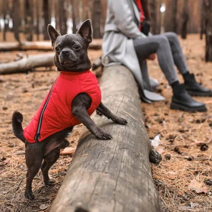 Жилет Pet Fashion «E.Vest» для собак, розмір S, червоний — Фото 3