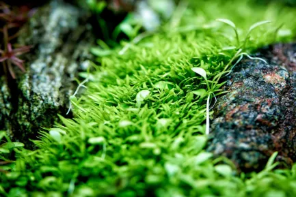 Залізо в таблетках Aquario Neo Tabs Plant Fe — Фото 2