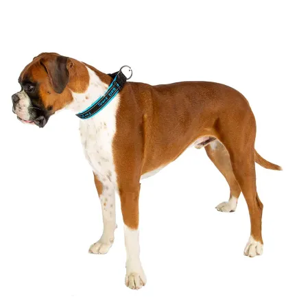 Ferplast SPORT DOG C25/55 BLUE Нашийник, нейлон — Фото 5