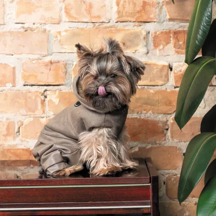 Костюм Pet Fashion «PF Style» для собак, розмір XS2, бежевий (лімітована серія) — Фото 4