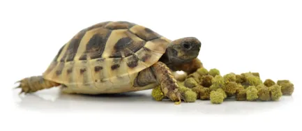 HABISTAT TORTOISE FOOD FRUIT &amp; FLOWER 800 GRAM (R8100035) корм для сухопутних черепах (різні смаки) — Фото 1