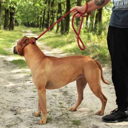 Повідець-Зашморг для Собак Bronzedog Active з Альпіністського Шнура Тренувальний Чорно-Червоний L/XL — Фото 7