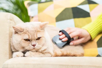 Щітка масажна FURminator для собак та котів, гумова — Фото 4