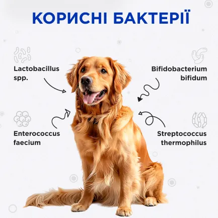 Комбіфлор пробіотик (Kombiflor Probiotic) порошок для підтримки балансу мікрофлори кишечника собак та котів MODES — Фото 2