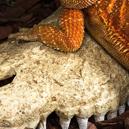 Крокодилячий череп Repti-Zoo Crocodile Skull M 18x10x5.5см (ERS34M) — Фото 3