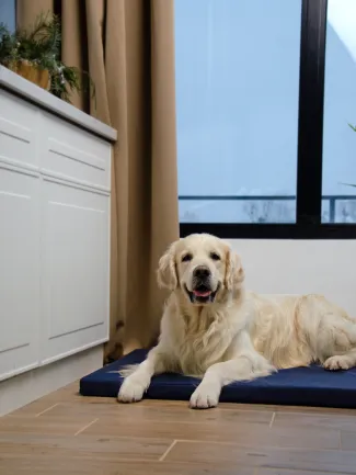 Матрац Харлей №3 Синій Lucky Pet, 50х70х5