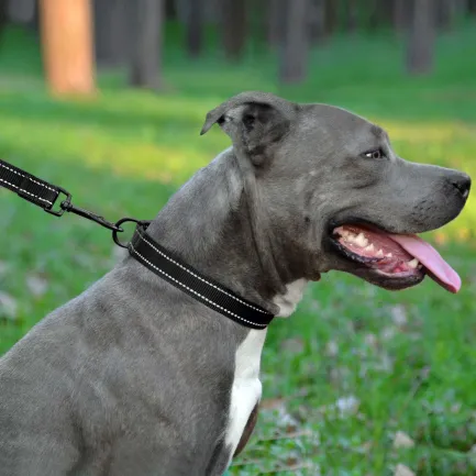 Нашийник для Собак BronzeDog Active Нейлоновий зі Світловідбиттям та Пластиковою Пряжкою Чорний M — Фото 5