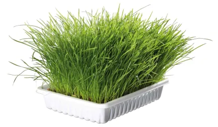 Трава Trixie Soft Grass для котів та кошенят, контейнер, 100 г — Фото 1