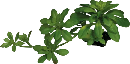 REPTO PLANT SUCCULENT GREEN XL (R5100635) Штучна рослина для тераріума