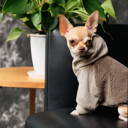 Светр Pet Fashion «Nick» для собак, розмір M, мокко (лімітована серія) — Фото 4