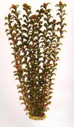 Aquatic Plants (Акватик Плэнтс) Акваріумна рослина, 55 см х 4 шт/уп.