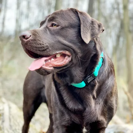 Нашийник для Собак BronzeDog Surf Водовідштовхуючий із Захисним Полімерним Покриттям та Металевою Пряжкою Зелений M — Фото 5