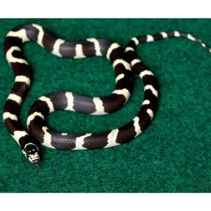Килимок-субстрат Repti-Zoo Carpet Mat 60x45см (EC02) — Фото 7