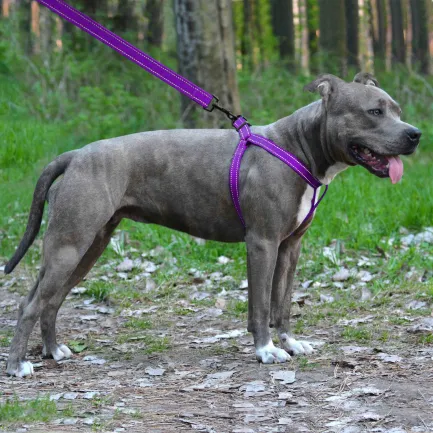 Шлея для Собак BronzeDog Active Нейлонова зі Світловідбиттям Фіолетова L — Фото 4