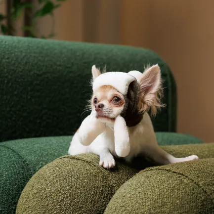 Шапка Pet Fashion Bubo для собак, розмір XS, хакі — Фото 3