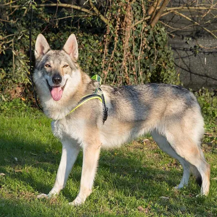 Ferplast SPORT DOG P L YELLOW Шлея, нейлон — Фото 2