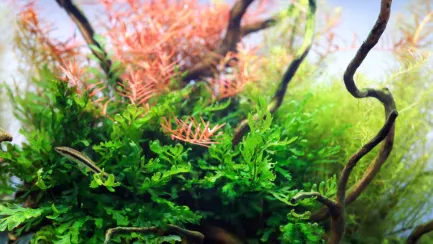 Залізо в таблетках Aquario Neo Tabs Plant Fe — Фото 5
