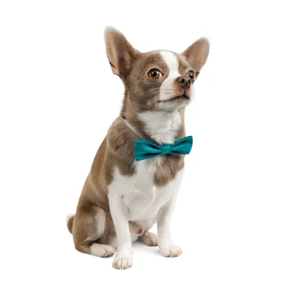 Метелик Pet Fashion, розмір XS-M, бірюза — Фото 1