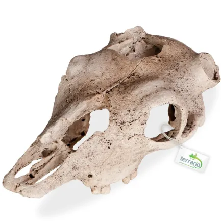 Декорація череп буйвола Terrario Buffalo Skull 21x12x8см (22128) — Фото 3