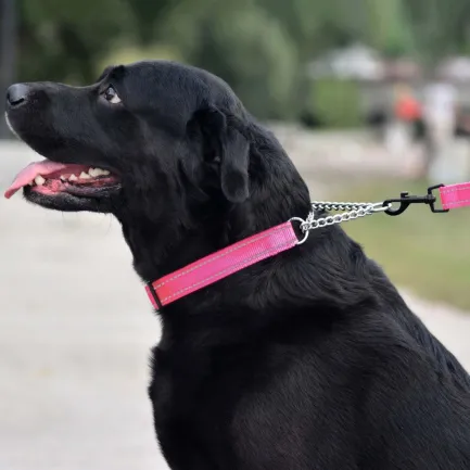 Нашийник для Собак Мартингейл BronzeDog Active нейлоновий зі світловідбиттям Рожевий M — Фото 4