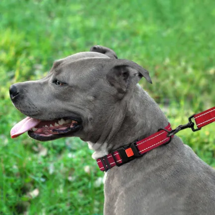 Нашийник для Собак BronzeDog Active Нейлоновий зі Світловідбиттям та Пластиковою Пряжкою Червоний M — Фото 6