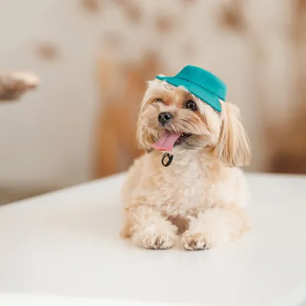 Панама Pet Fashion Rob для собак бавовна фіксатор бірюзова M — Фото 4