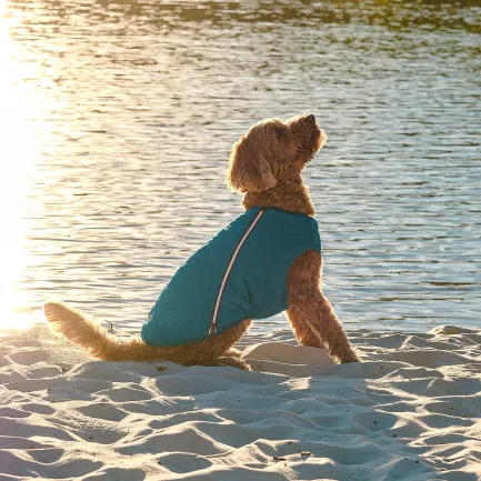 Жилет Pet Fashion «E.Vest» для собак, розмір L, морська хвиля — Фото 5