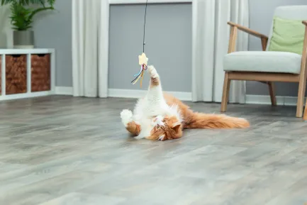 Іграшка Trixie Паличка з плюшевою зіркою і котячою м'ятою для котів 46 см — Фото 3