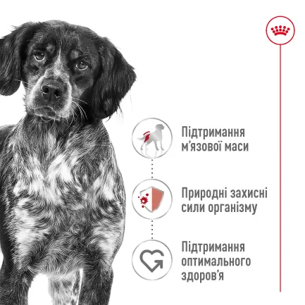 Сухий корм Royal Canin MEDIUM ADULT для дорослих собак середніх порід 4 кг — Фото 5